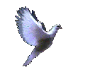 Great homage and kudos to the unknown human who created this dove - it is at the top of the MisterShortcut FAVORITES list of all time