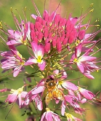 Rocky Mountain Beeplant