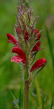 Bracted Lousewort