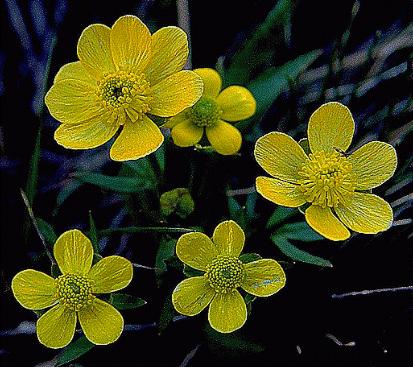 Buttercup, sagebrush