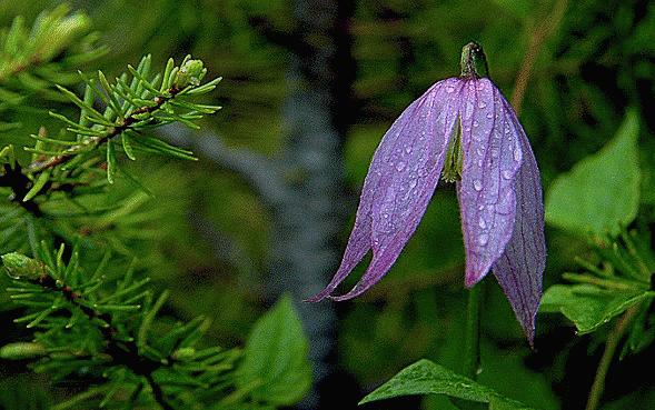 Clematis Two