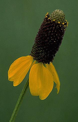 Prairie Coneflower