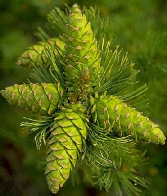 Cones, limber pine