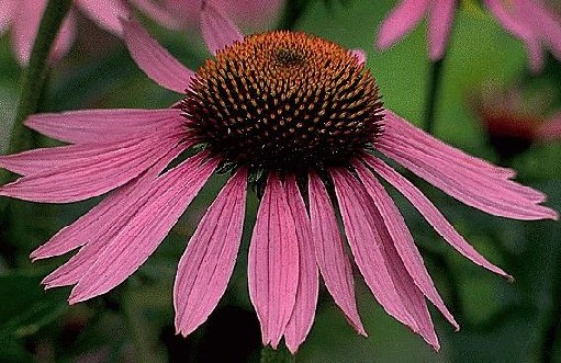 Echinacea Three