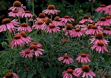 Echinacea One