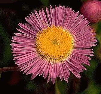 Erigeron