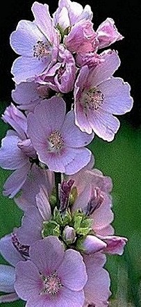 Globemallow (Wild Hollyhock)