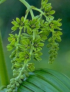 Indian Hellebore