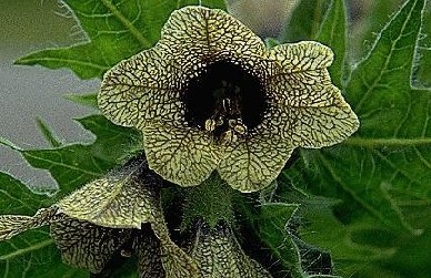 Henbane (a noxious weed)