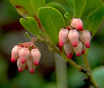 Kinnikinnick (Bearberry)