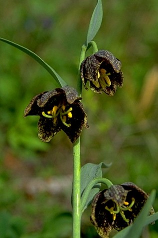 Leopardlily