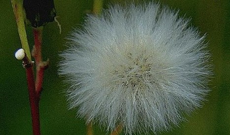 Milkweed