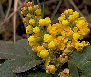 Oregongrape