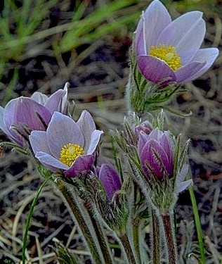 Pasqueflower