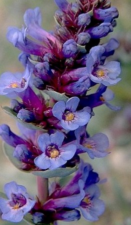 Penstemon