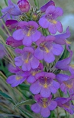 Penstemon