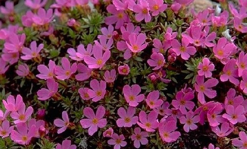 Rocky Mountain Pinks