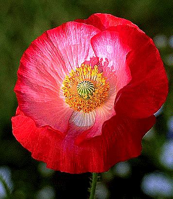 Poppy