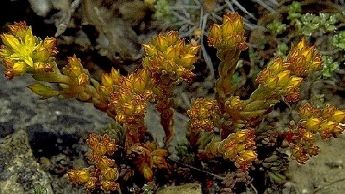 Stonecrop4