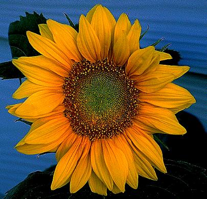 Sunflower Two