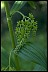 Indian Hellebore