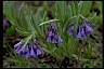 Bluebells