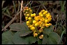 Oregongrape