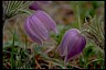 Pasqueflower