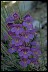 Penstemon