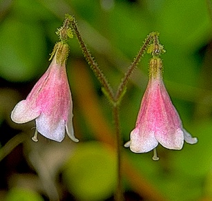 Route Of True Longevity  Twinflower