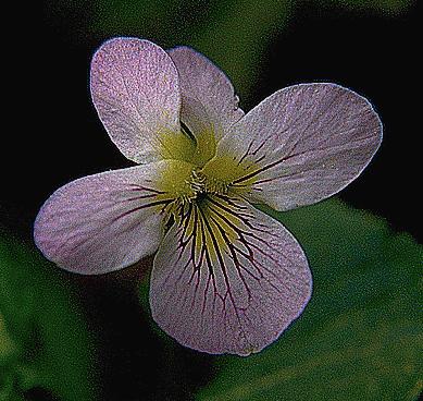 Canada Violet